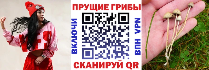 где продают   hydra сайт  Галлюциногенные грибы GOLDEN TEACHER  Неман 